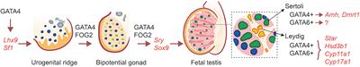 Insights Into the Roles of GATA Factors in Mammalian Testis Development and the Control of Fetal Testis Gene Expression